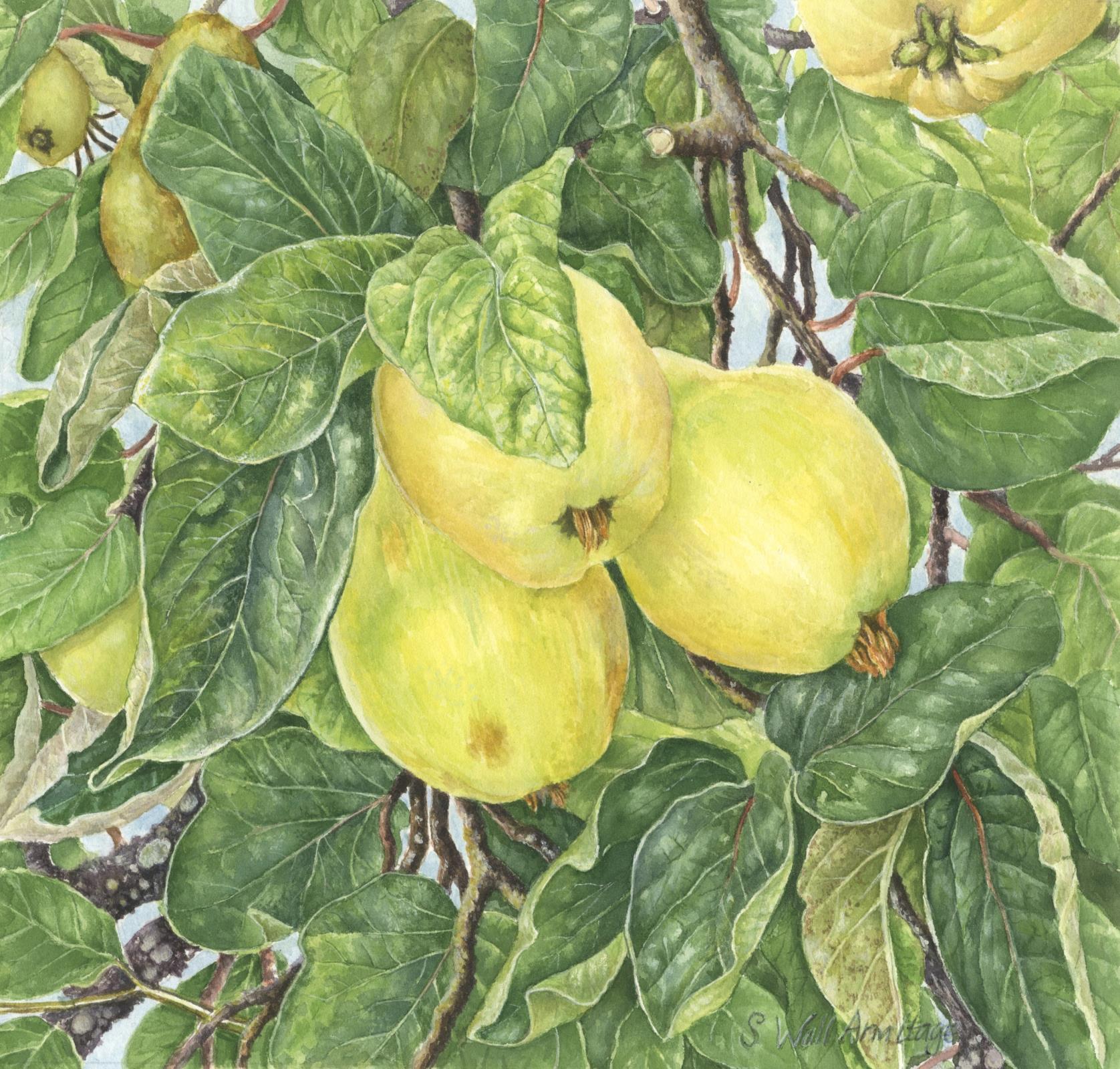 Gainsborough’s House Quince Tree